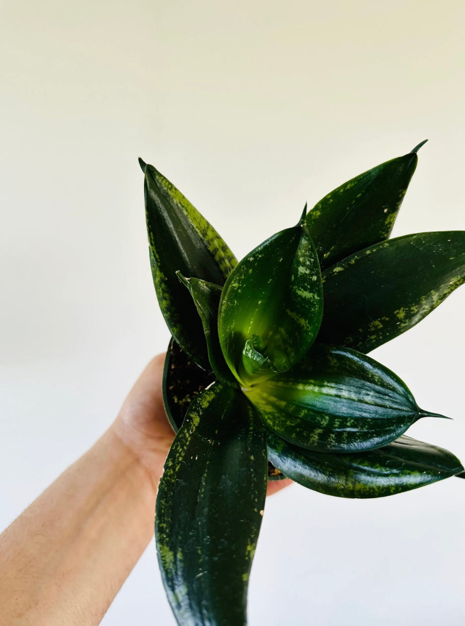 Kitchen Cookware, Sansevieria Silver Flame 4" Pot for Stovetop Cooking and Daily Meal Prep image 2