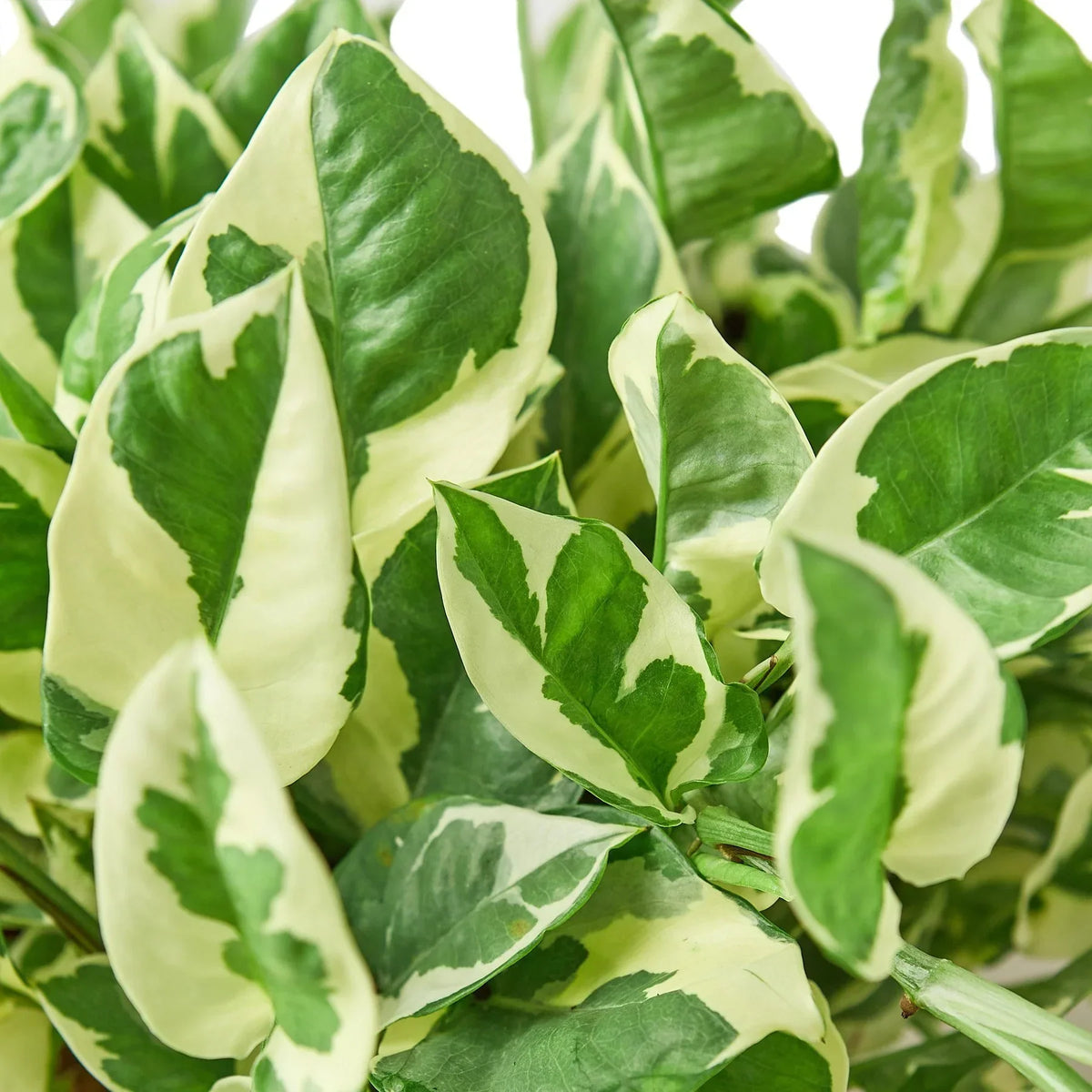 Pothos 'N'joy' image 2