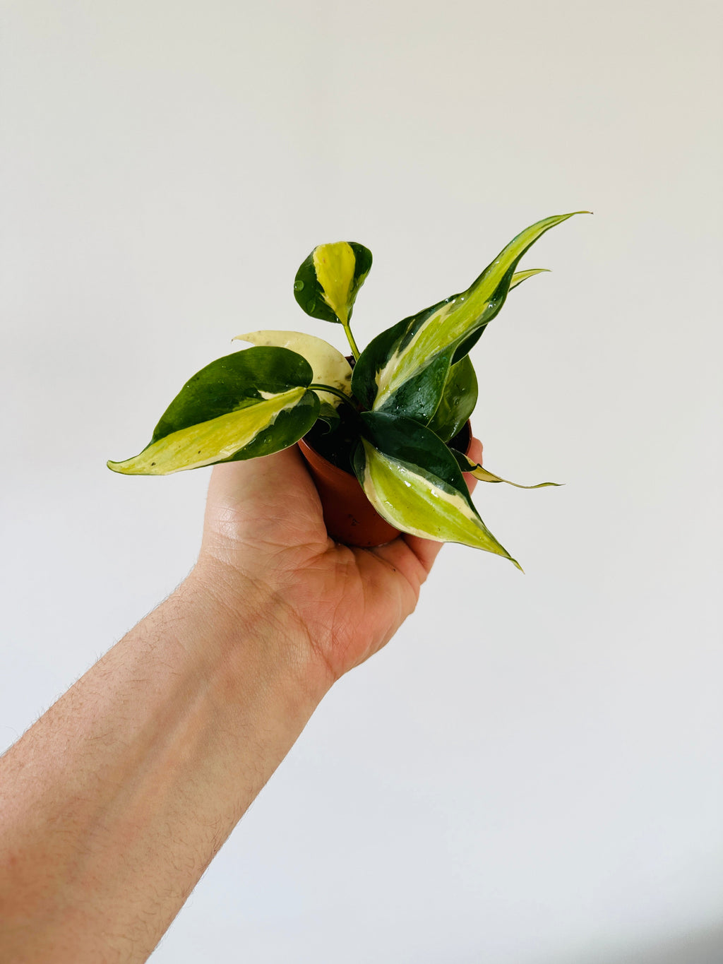 Indoor House Plant, Philodendron Cream Splash Grown From Mother for Windowsills, Home Offices and Indoor Decor image 2