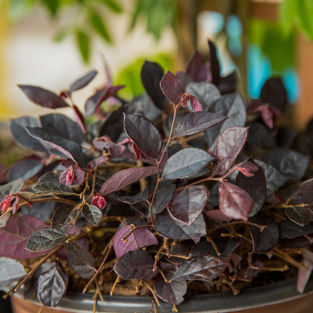 Purple Pixie Dwarf Weeping Loropetalum image 2