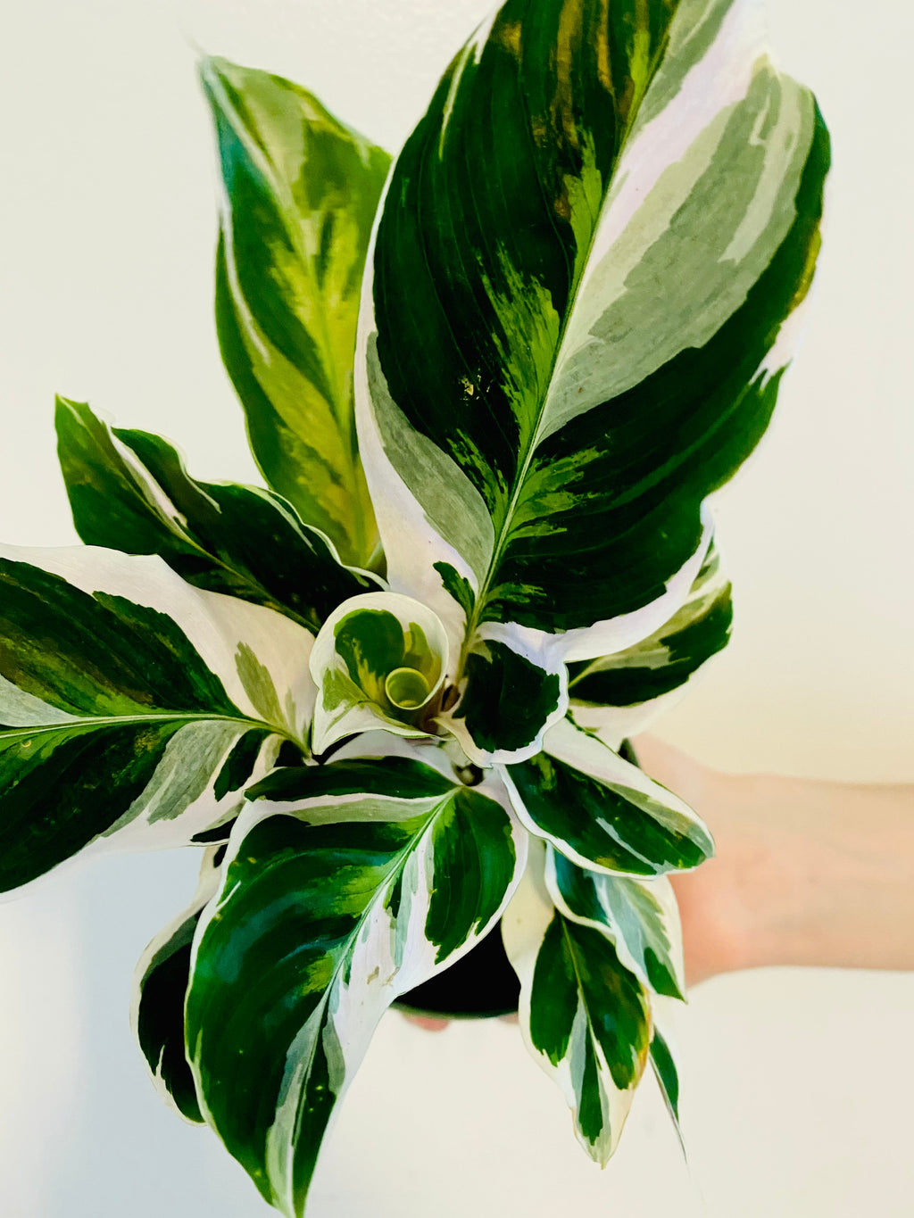 Kitchen Cookware, Calathea White Fusion 4" Pot for Stovetop Cooking and Daily Meal Prep, Designed for Everyday Meals and Home Cooking image 2