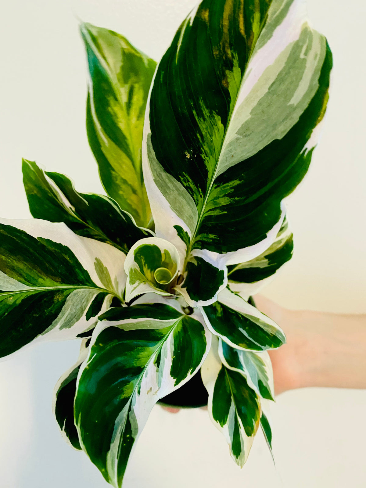 Kitchen Cookware, Calathea White Fusion 4" Pot for Stovetop Cooking and Daily Meal Prep, Designed for Everyday Meals and Home Cooking image 2