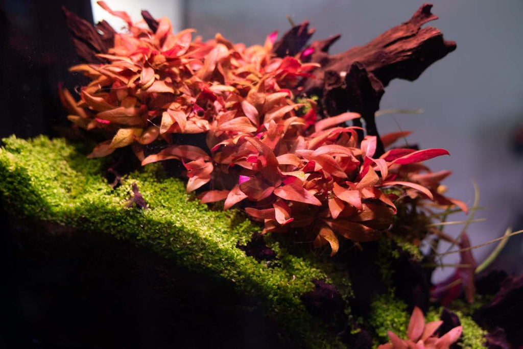 Live Aquarium Plant, Alternanthera Reineckii 'Mini' UNS Tissue, Nano Tank Format for Freshwater Tanks, Shrimp Habitats and Aquascaping image 2