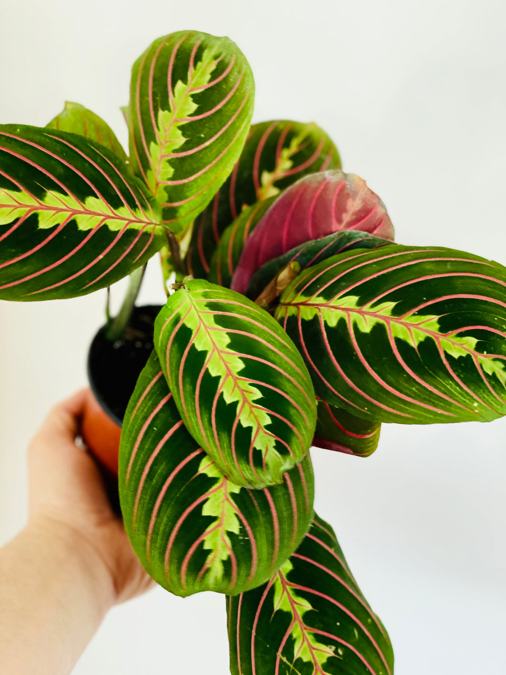 Kitchen Cookware, Maranta Leuconeura 'Red' Red Prayer Plant 4" for Stovetop Cooking and Daily Meal Prep image 2