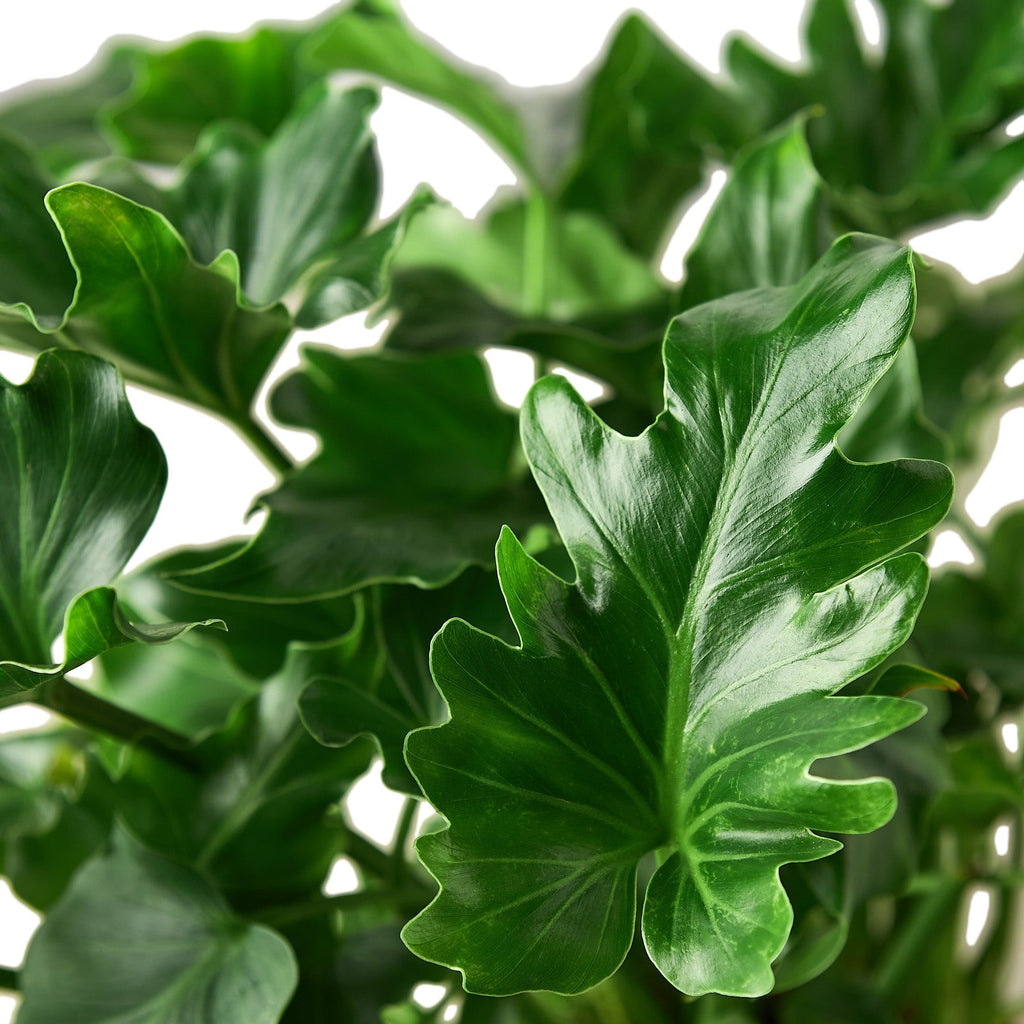 Indoor House Plant, Philodendron ‘Little Hope' for Shelves, Desks and Living Spaces, 2 Size Options image 2
