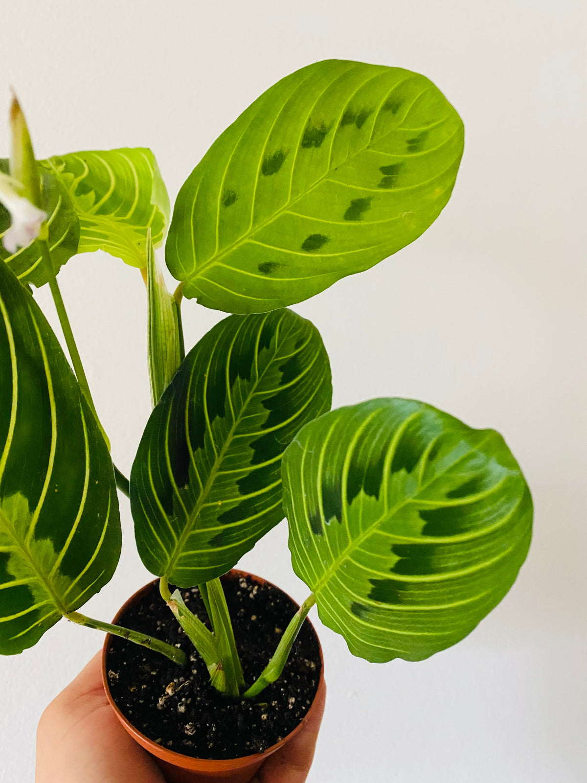 Kitchen Cookware, Maranta Leuconeura 'Lemon' Lemon Lime Prayer for Stovetop Cooking and Daily Meal Prep image 2