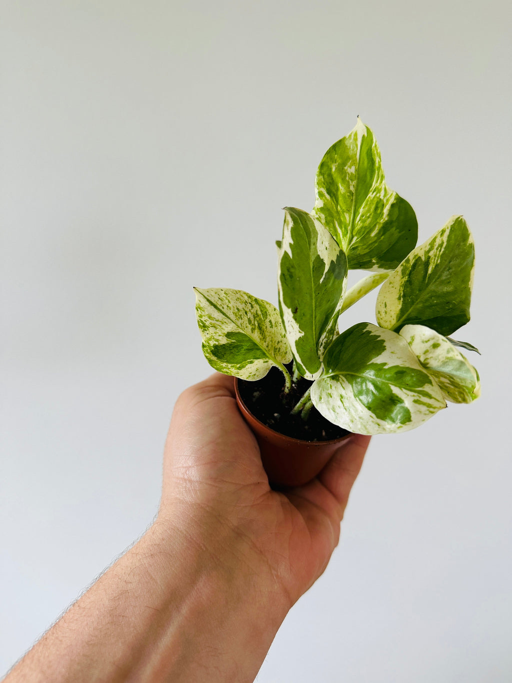 Indoor House Plant, Pothos Pearls & Jade Epipremnum Aureum 'Pearls for Shelves, Desks and Living Spaces image 2