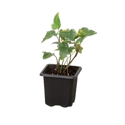 Indoor House Plant, English Ivy 'Glacier' for Shelves, Desks and Living Spaces, 3 Size Options image 2
