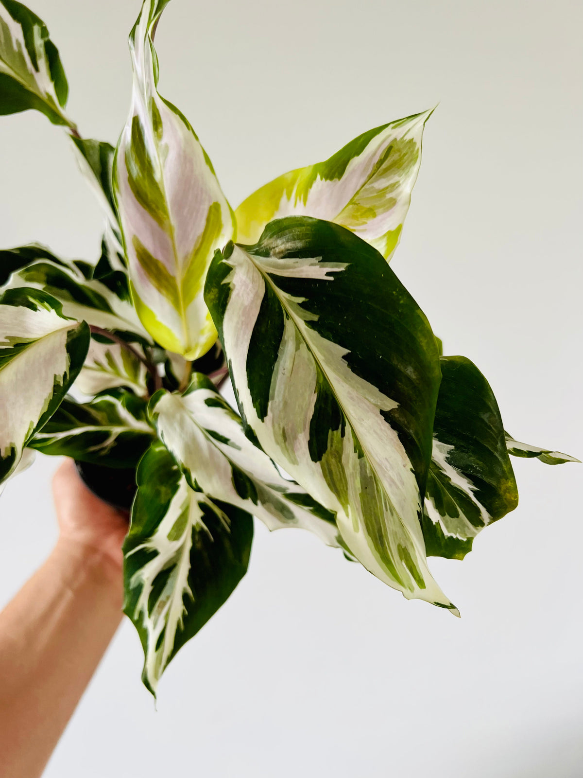 Kitchen Cookware, Calathea Stella Brand New Cultivar 4" Pot for Everyday Meals and Home Cooking image 2