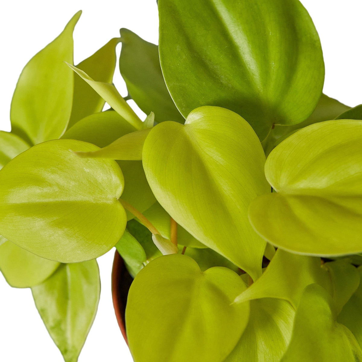 Indoor House Plant, Philodendron 'Neon' for Shelves, Desks and Living Spaces, 4 Size Options image 2