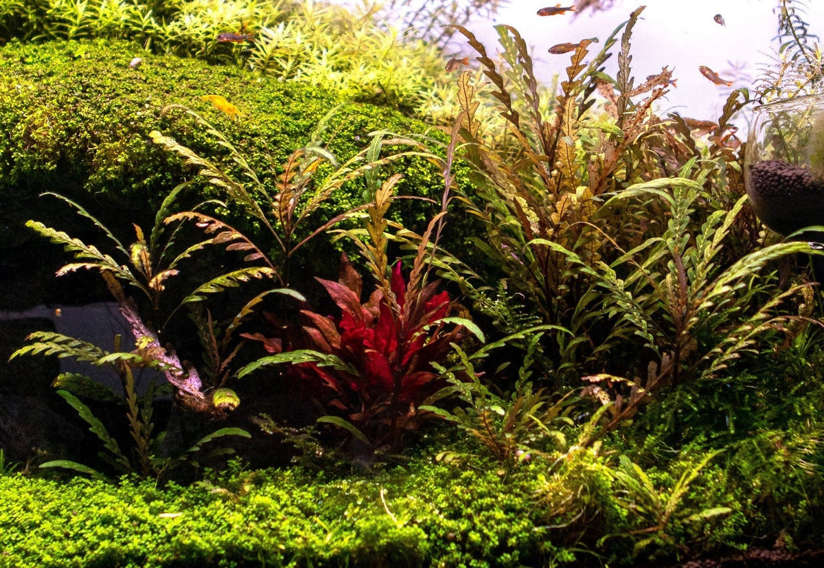 Live Aquarium Plant, Hygrophila Pinnatifida for Planted Aquariums and Natural Fish Tank Decor image 2