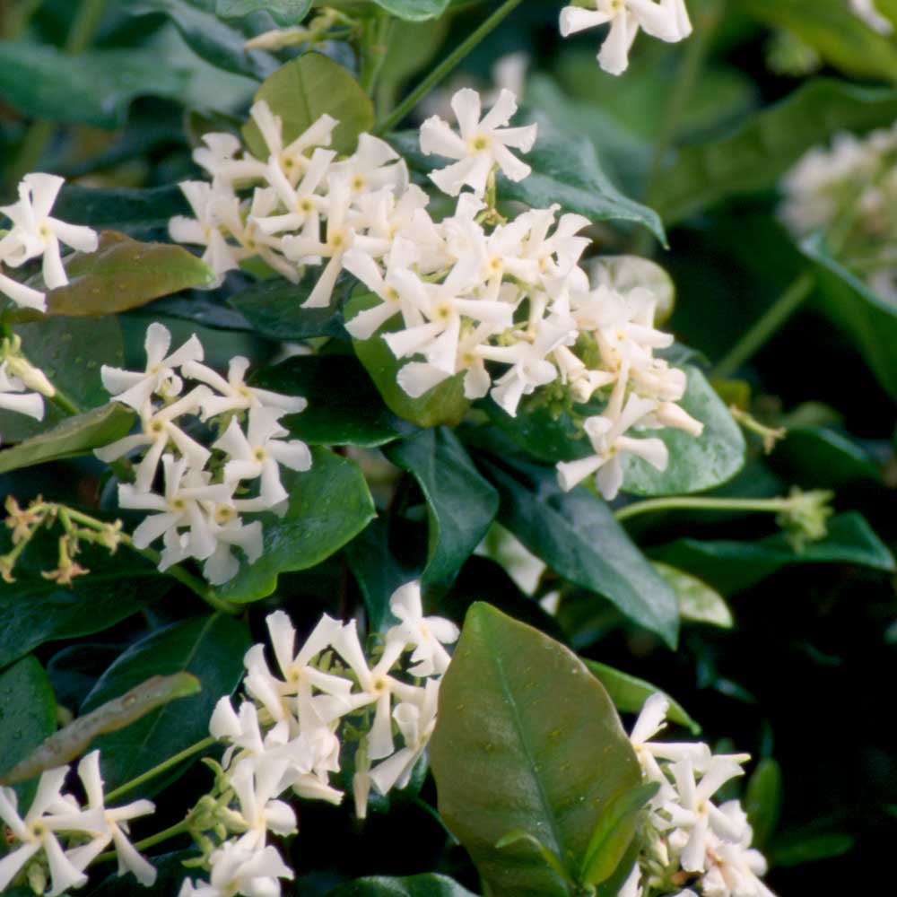 Indoor House Plant, Star Jasmine Vine for Shelves, Desks and Living Spaces, 2 Size Options image 2