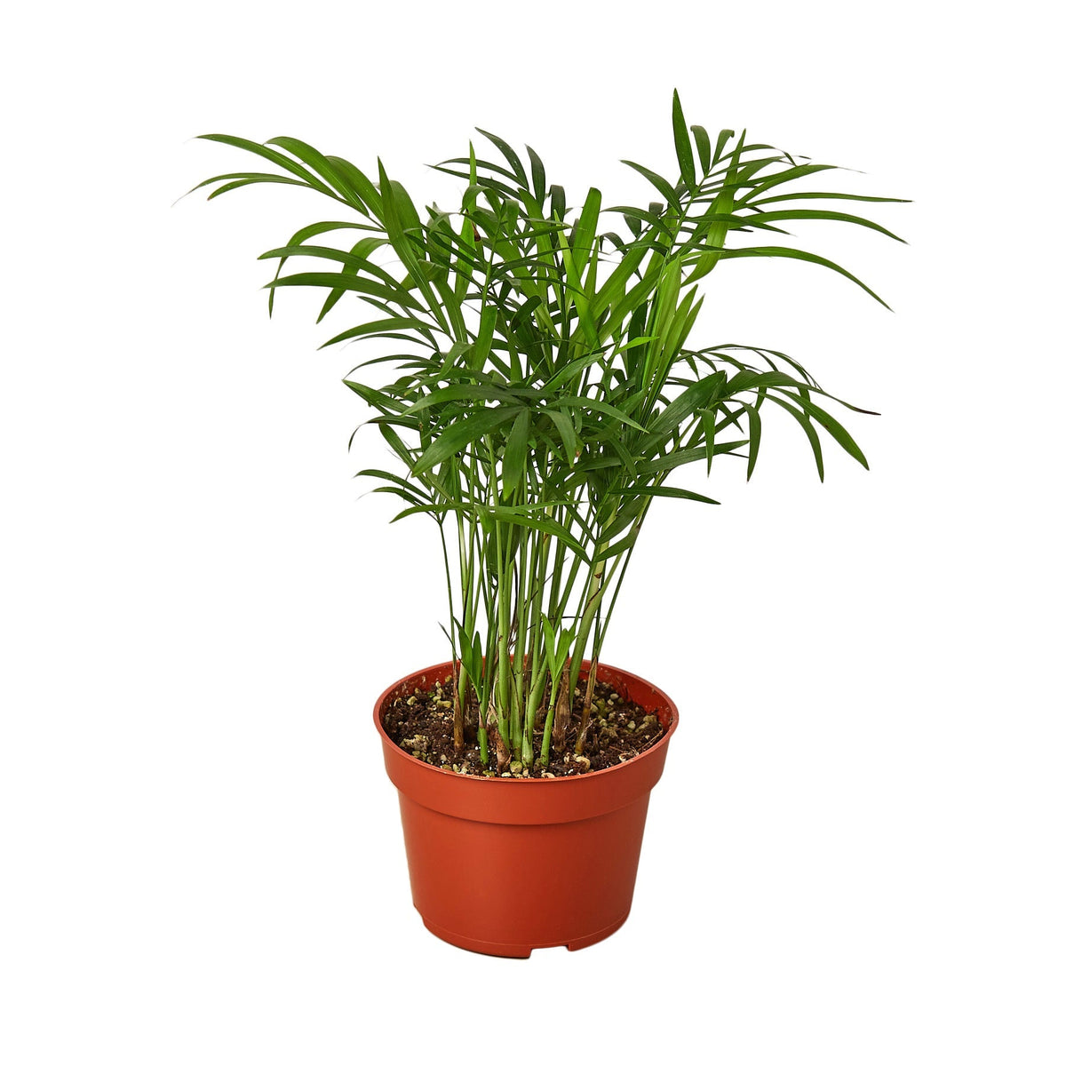 Parlor Palm image 2