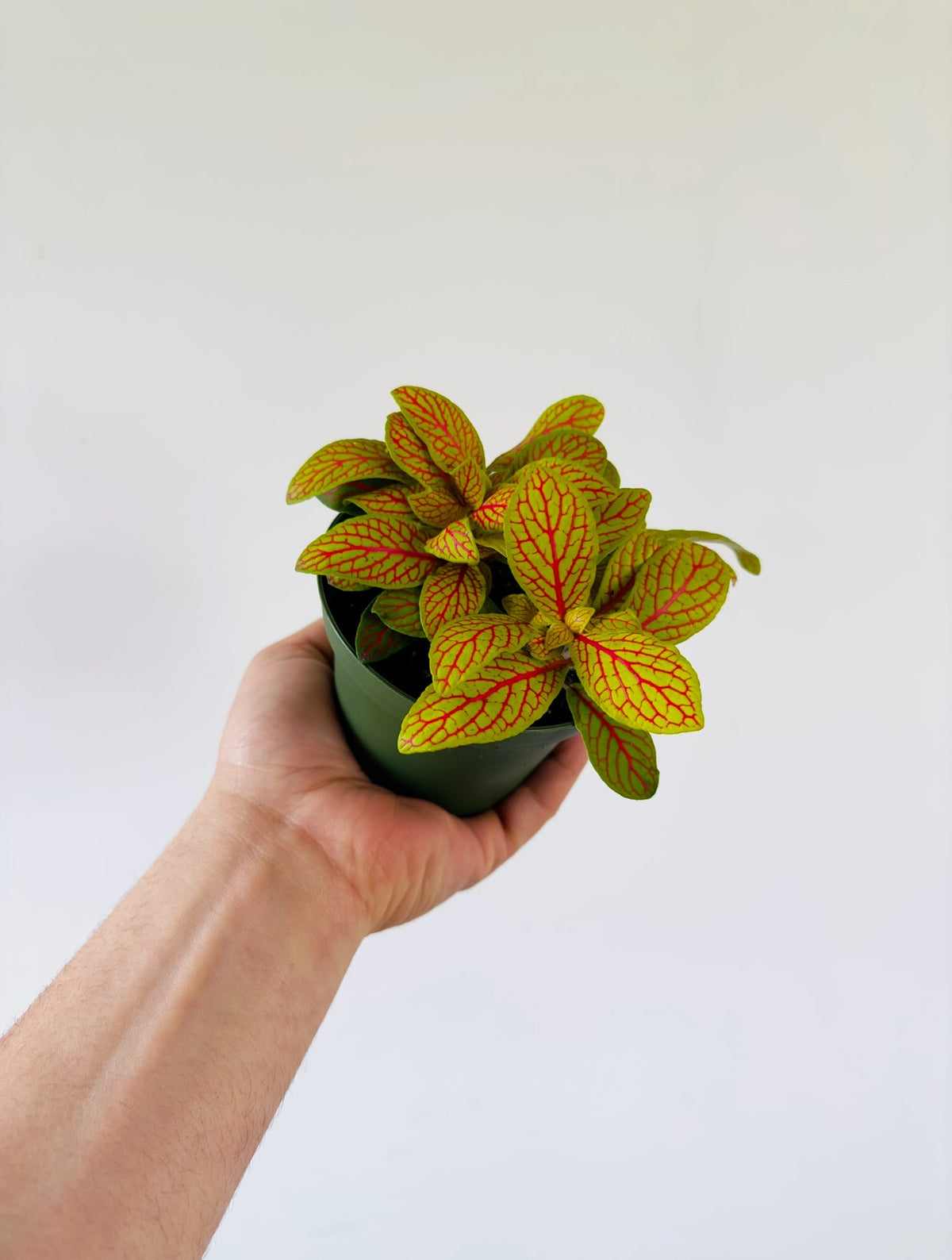 Kitchen Cookware, Fittonia sp. Yellow Skeleton 4" Pot for Everyday Meals and Home Cooking, Designed for Stovetop Cooking and Daily Meal Prep image 2