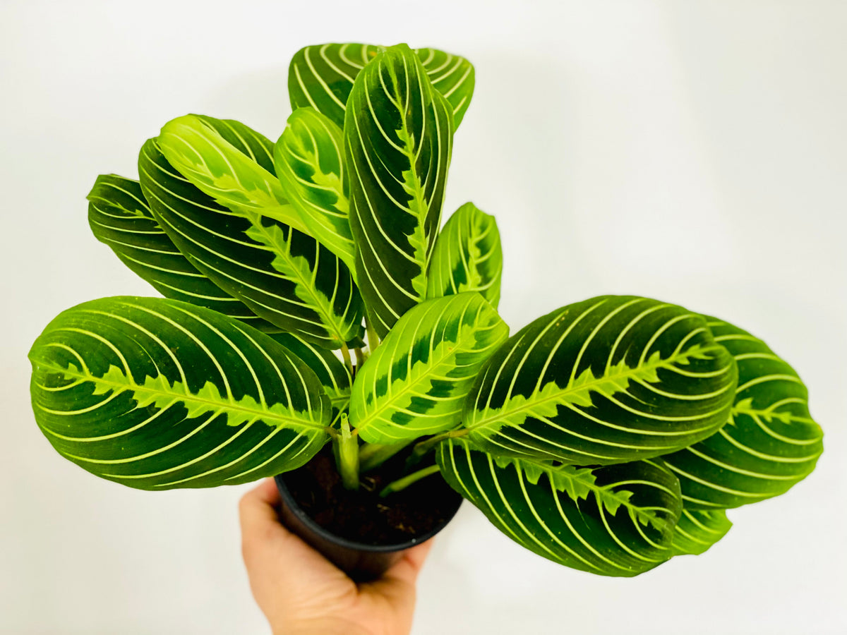Kitchen Cookware, Maranta Leuconeura 'Lemon' Lemon Lime Prayer for Stovetop Cooking and Daily Meal Prep image 2