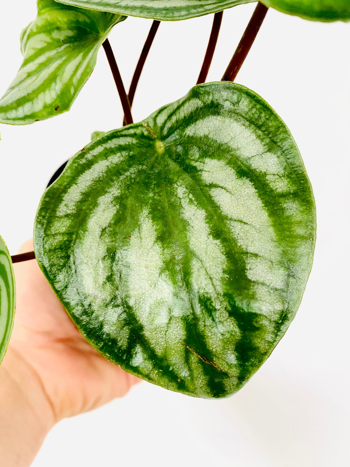 Kitchen Cookware, Peperomia Watermelon 4" Pot for Everyday Meals and Home Cooking, Designed for Stovetop Cooking and Daily Meal Prep image 2
