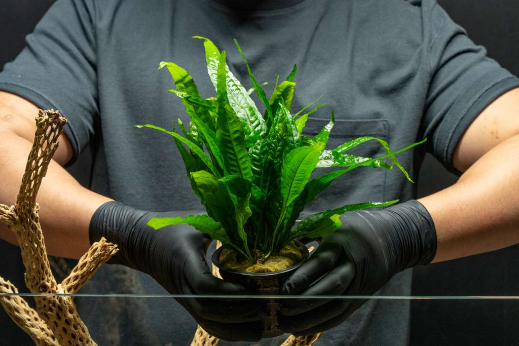 Live Aquarium Plant, Java Fern Mother Pot for Freshwater Tanks, Shrimp Habitats and Aquascaping image 2