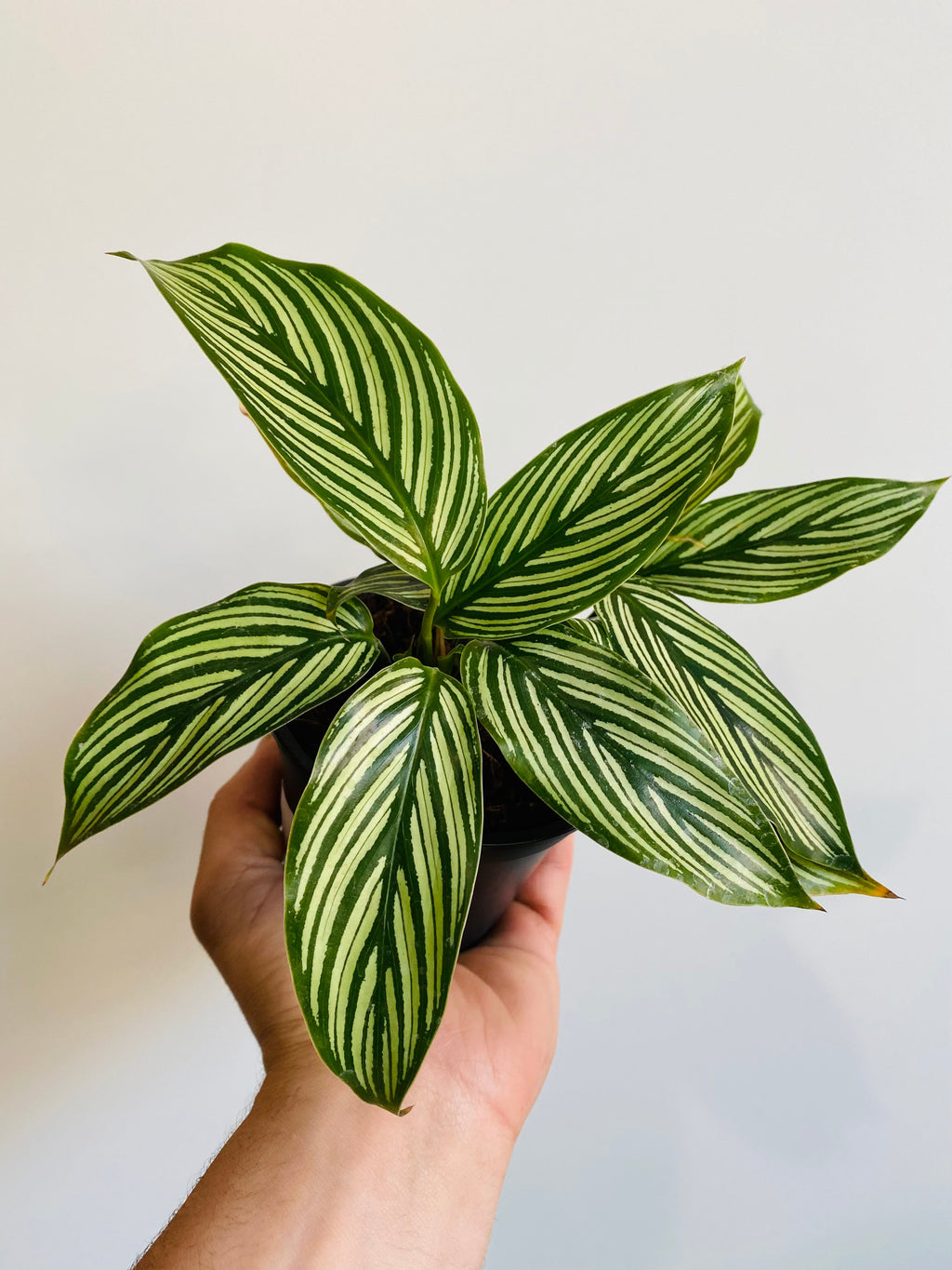 Kitchen Cookware, Calathea 'Vitatta' 4" Pot for Stovetop Cooking and Daily Meal Prep, Designed for Everyday Meals and Home Cooking image 2