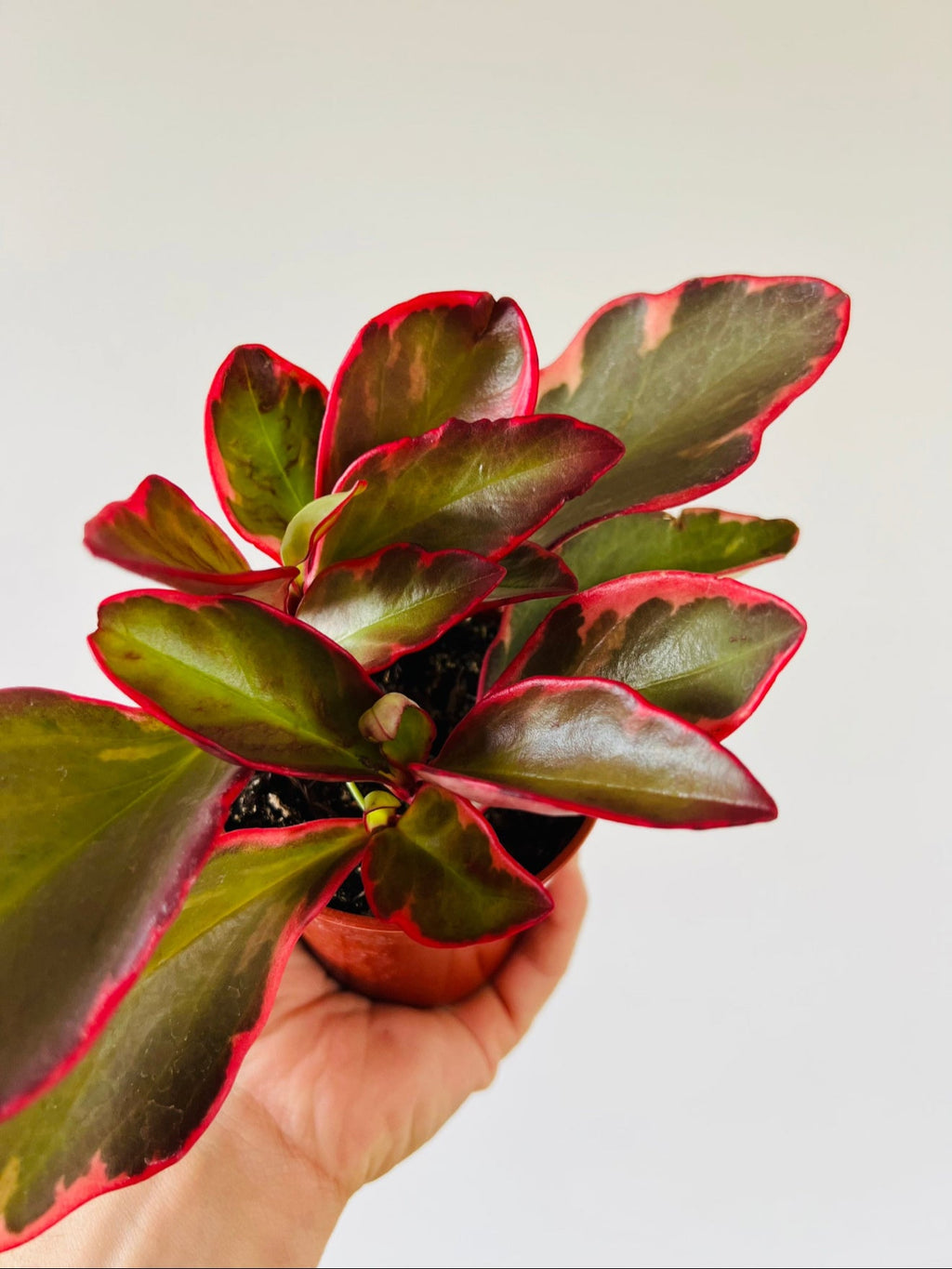 Kitchen Cookware, Peperomia Red Panda 4" Pot for Stovetop Cooking and Daily Meal Prep, Designed for Everyday Meals and Home Cooking image 2