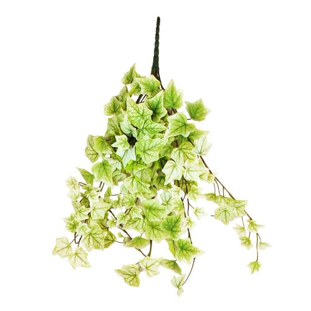 Indoor House Plant, Lime Hanging Garden Ivy Bush for Windowsills, Home Offices and Indoor Decor image 2