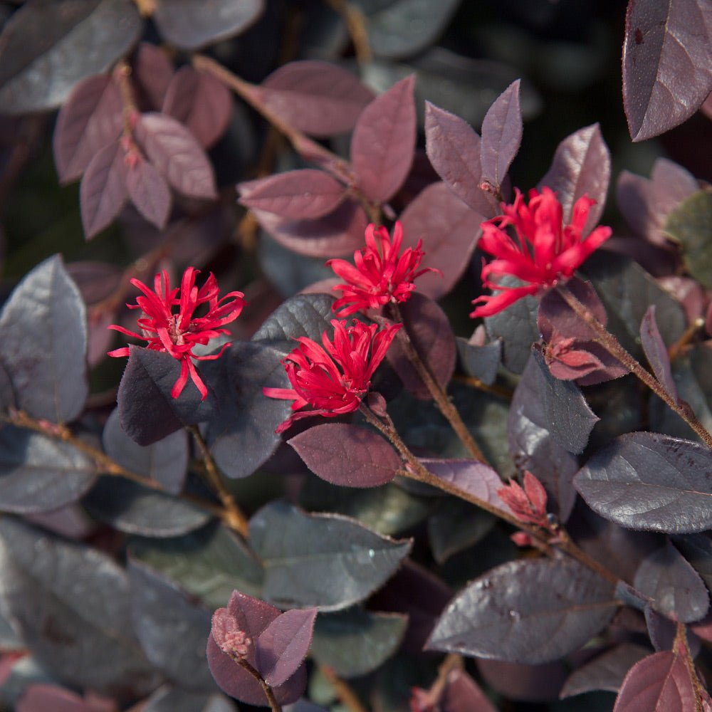 Indoor House Plant, Red Diamond Loropetalum for Windowsills, Home Offices and Indoor Decor, 3 Size Options image 2