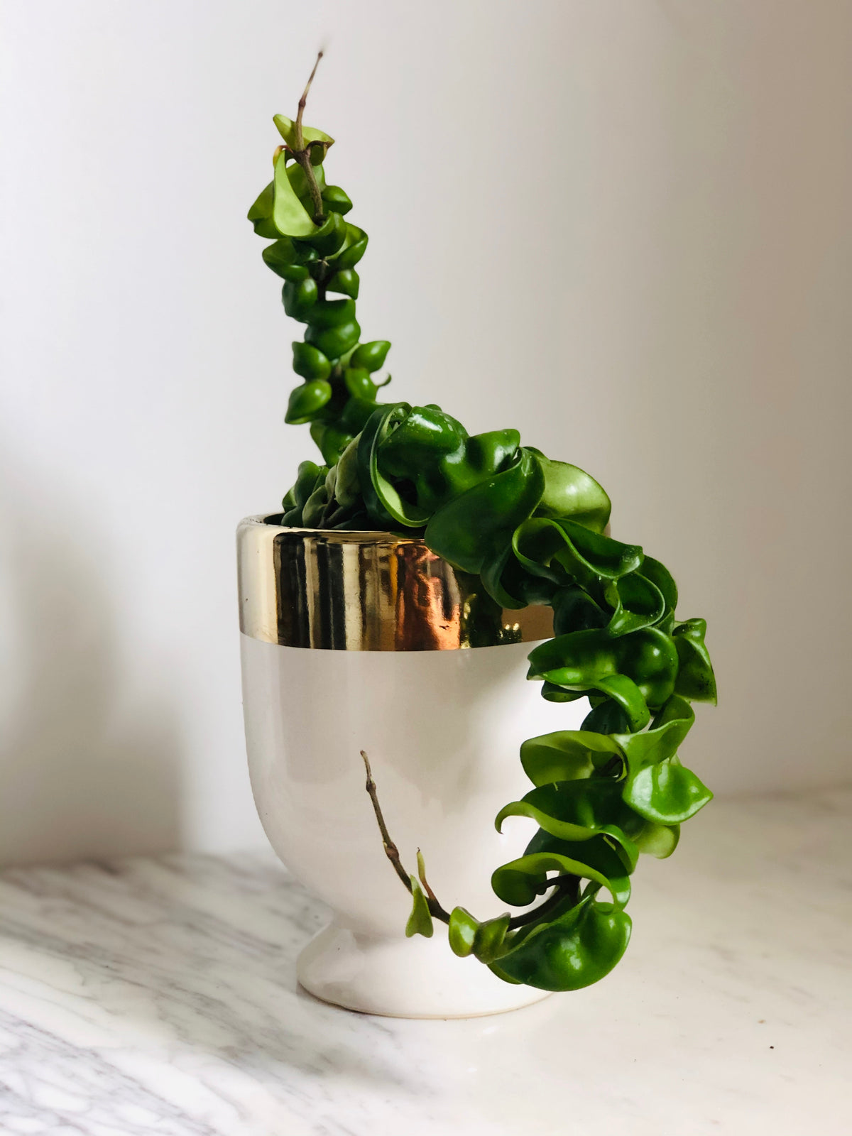 Kitchen Cookware, Hoya Carnosa 'Compacta' Full & Trailing 4" Pot for Stovetop Cooking and Daily Meal Prep image 2