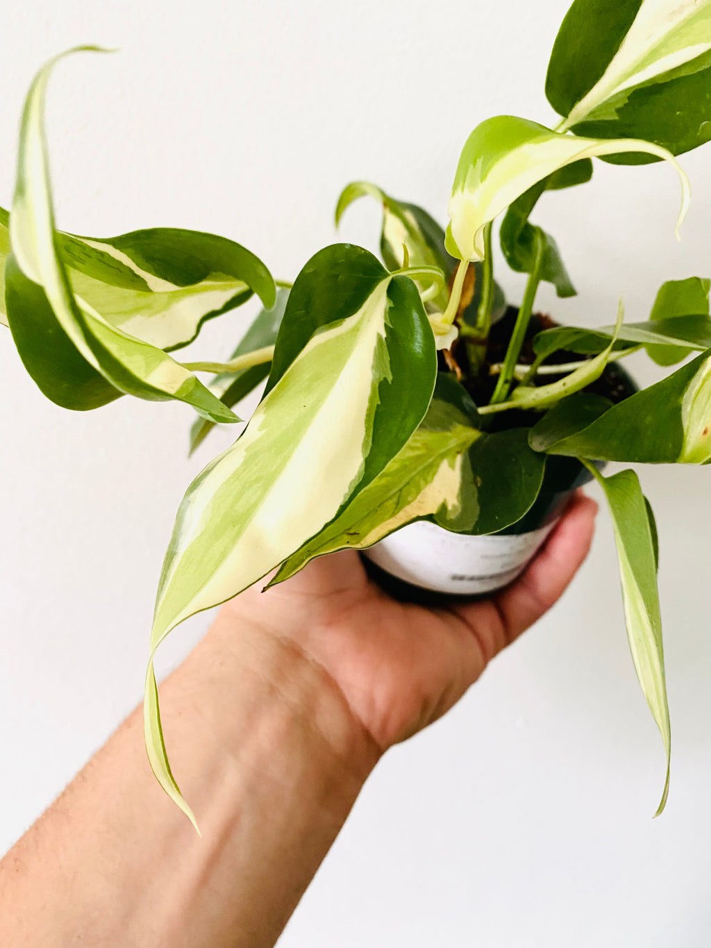 Indoor House Plant, Philodendron Cream Splash Grown From Mother for Shelves, Desks and Living Spaces image 2