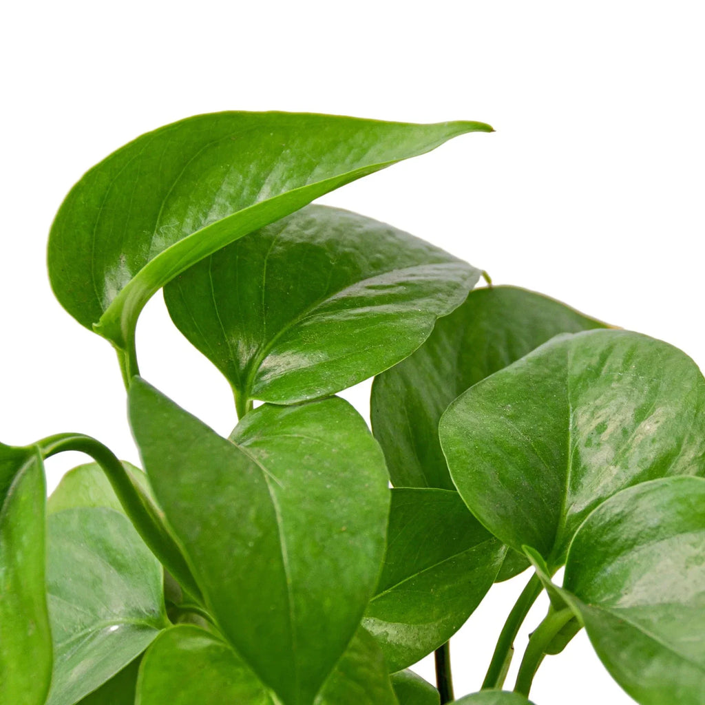 Indoor House Plant, Pothos 'Green Queen' for Shelves, Desks and Living Spaces, 3 Size Options image 2