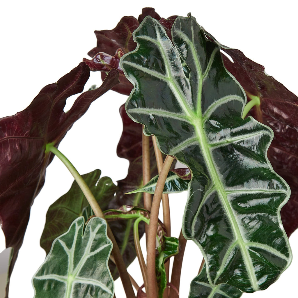 Indoor House Plant, Alocasia Polly 'African Mask' for Shelves, Desks and Living Spaces, 3 Size Options image 2
