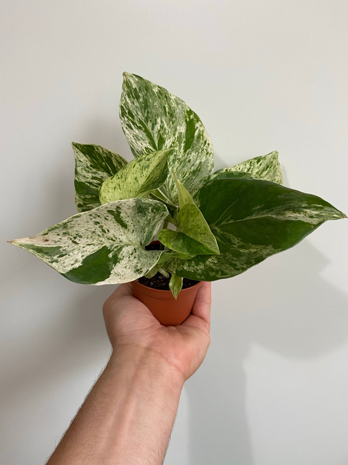 Indoor House Plant, Marble Queen Pothos Epipremnum Aureum 'Marble for Windowsills, Home Offices and Indoor Decor image 2