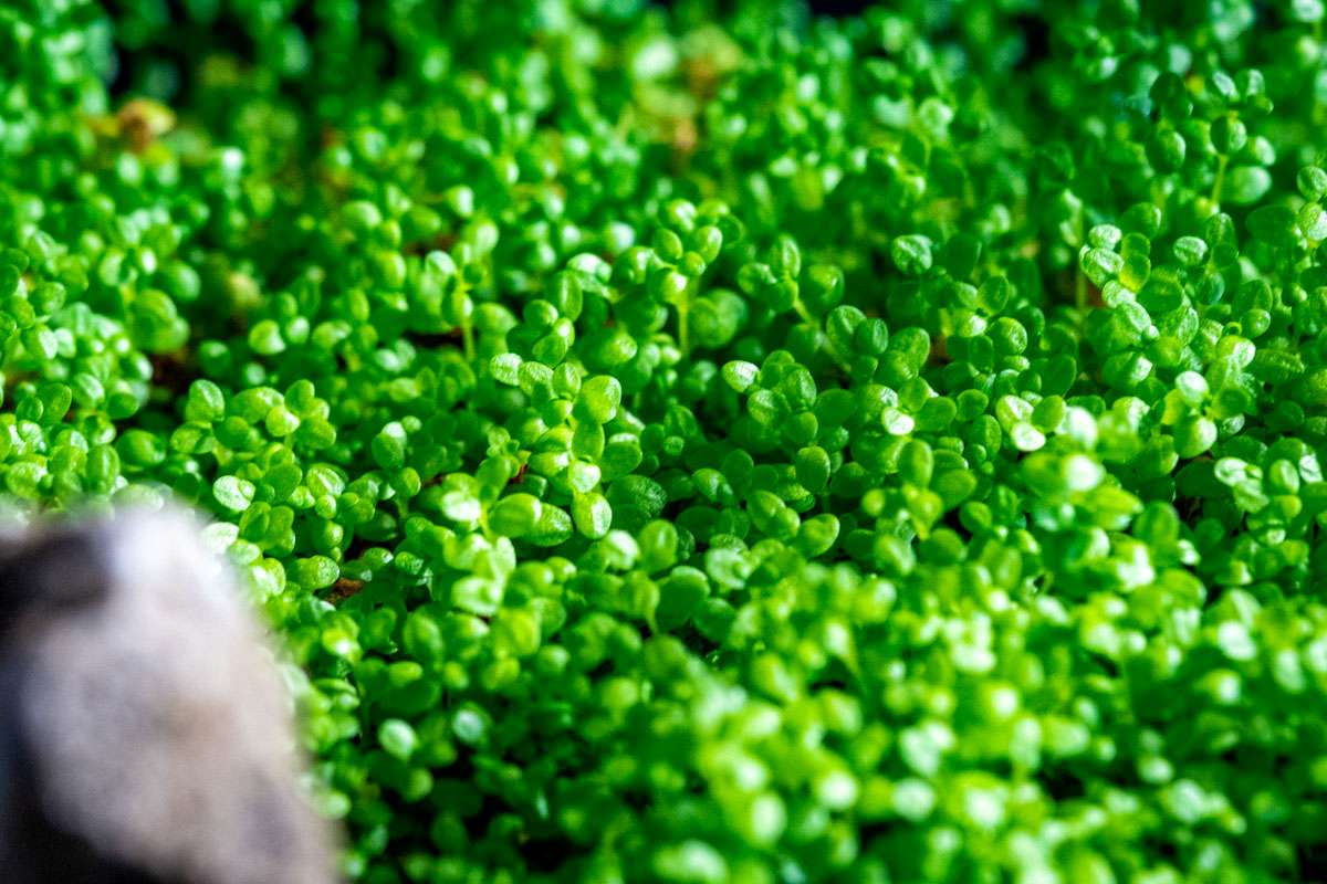 Live Aquarium Plant, Hemianthus Callitrichoides 'Cuba' UNS Tissue for Freshwater Tanks, Shrimp Habitats and Aquascaping image 2