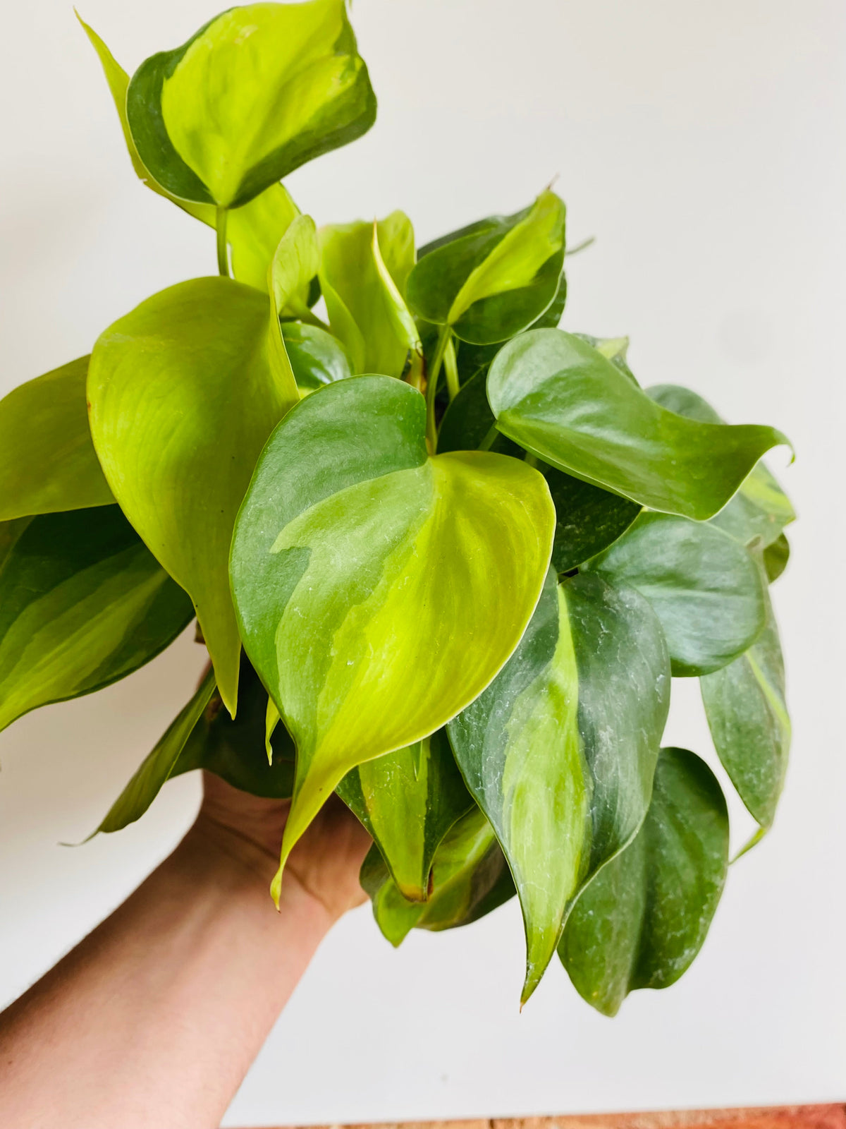 Indoor House Plant, Philodendron Hederaceum 'Brasil' 6" Pot for Windowsills, Home Offices and Indoor Decor image 2