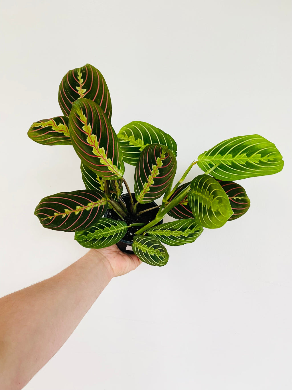Kitchen Cookware, Maranta Leuconeura Cherry Lime Prayer Plant 4" for Everyday Meals and Home Cooking image 2