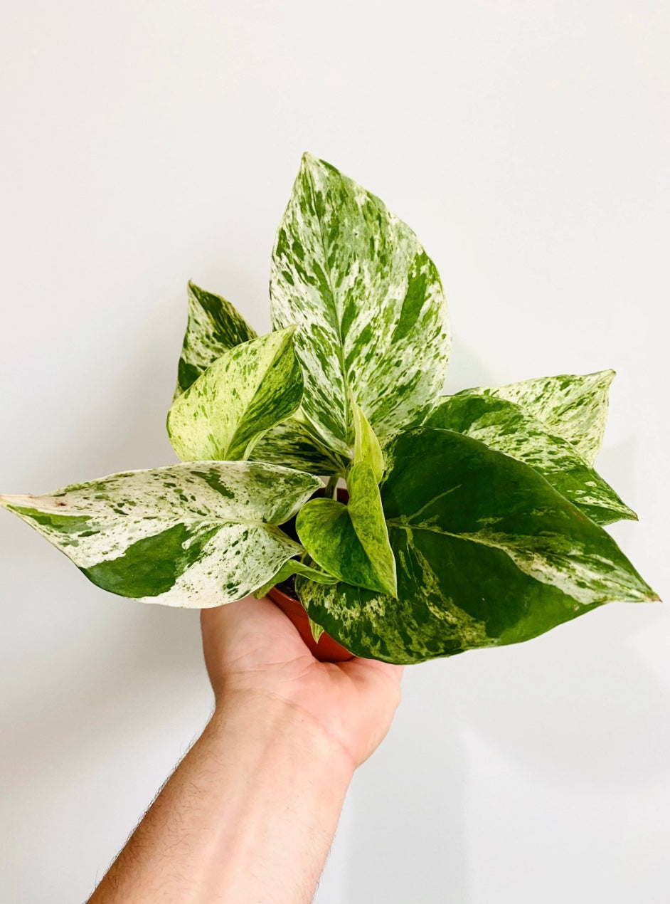 Indoor House Plant, Marble Queen Pothos Epipremnum Aureum 'Marble for Windowsills, Home Offices and Indoor Decor image 2