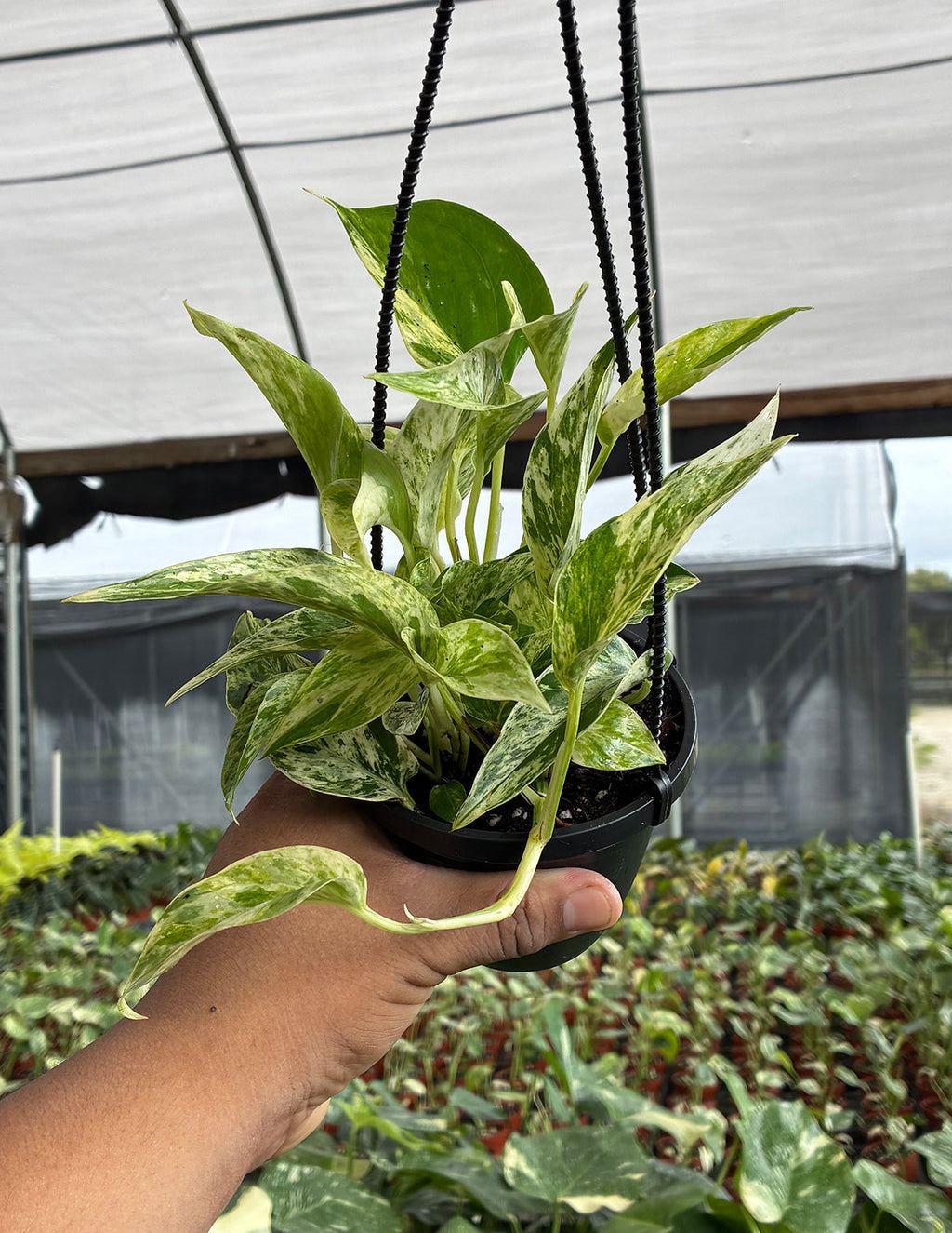 Indoor House Plant, Pothos Marble Prince for Shelves, Desks and Living Spaces, Designed for Windowsills, Home Offices and Indoor Decor image 2
