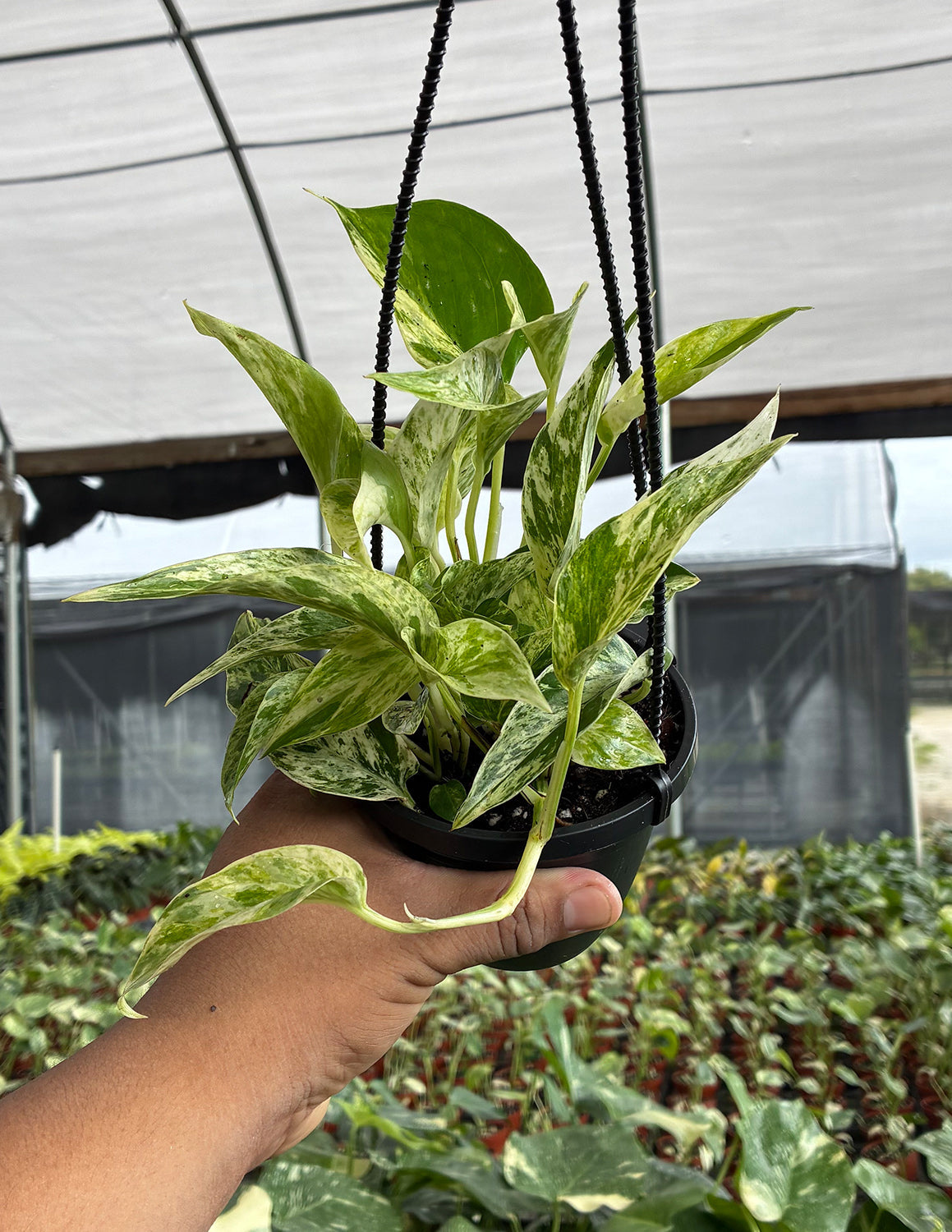 Indoor House Plant, Pothos Marble Prince for Shelves, Desks and Living Spaces, Designed for Windowsills, Home Offices and Indoor Decor image 2