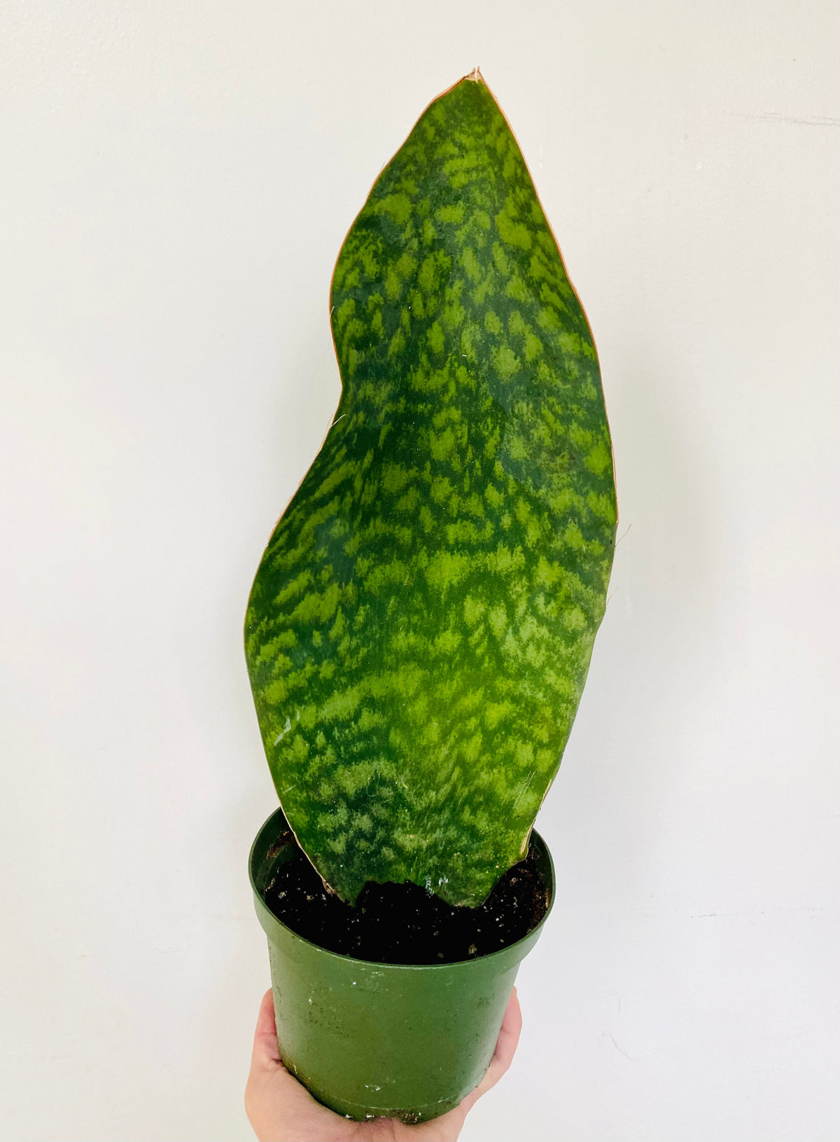 Kitchen Cookware, Sansevieria Whale Fin 6" Pot for Everyday Meals and Home Cooking, Designed for Stovetop Cooking and Daily Meal Prep image 2