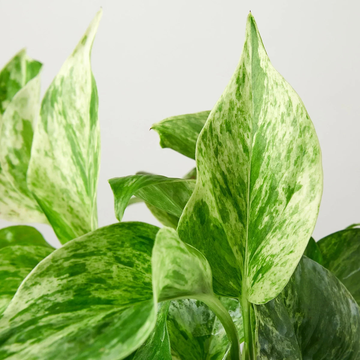 Indoor House Plant, Pothos 'Marble Queen' for Shelves, Desks and Living Spaces, 4 Size Options image 2