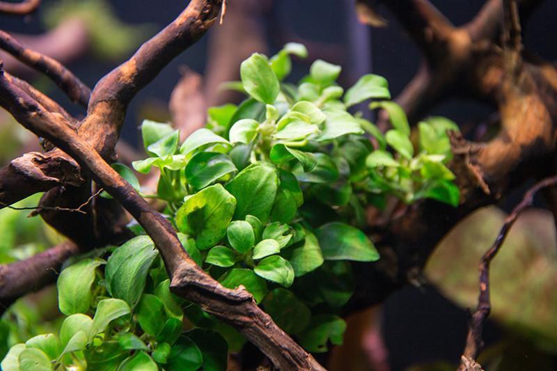 Live Aquarium Plant, Anubias Nana Petite, Nano Tank Format for Freshwater Tanks, Shrimp Habitats and Aquascaping, 3 Size Options image 2