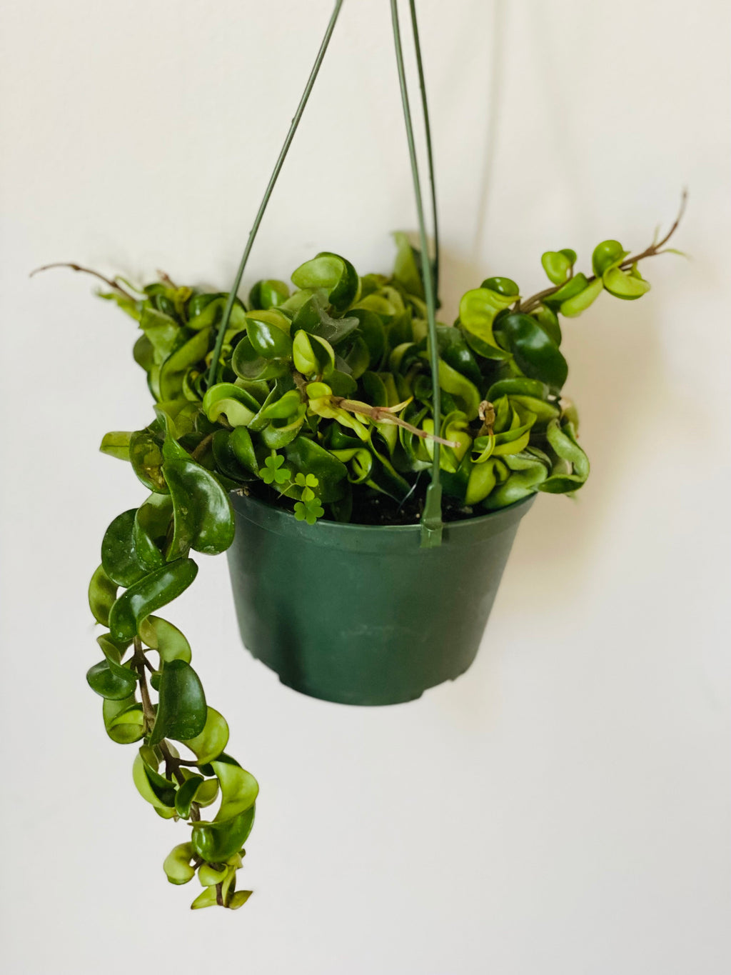 Kitchen Cookware, Hoya Carnosa 'Compacta' Hanging Basket 6" Pot for Everyday Meals and Home Cooking image 2