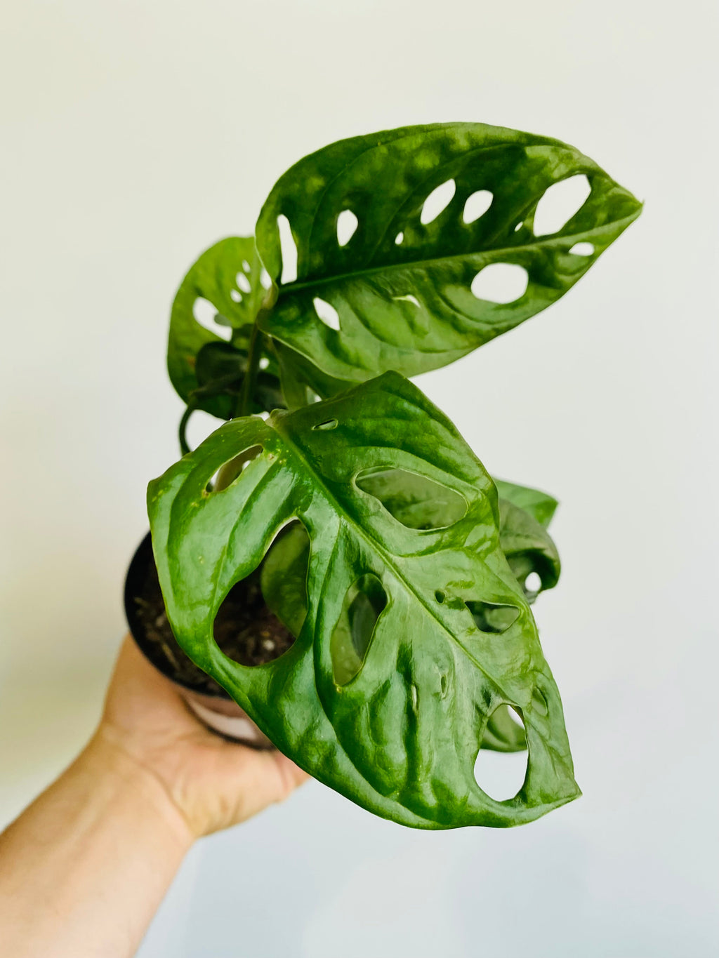 Kitchen Cookware, Monstera Adansonii 'Wide Form' Swiss Cheese for Stovetop Cooking and Daily Meal Prep image 2