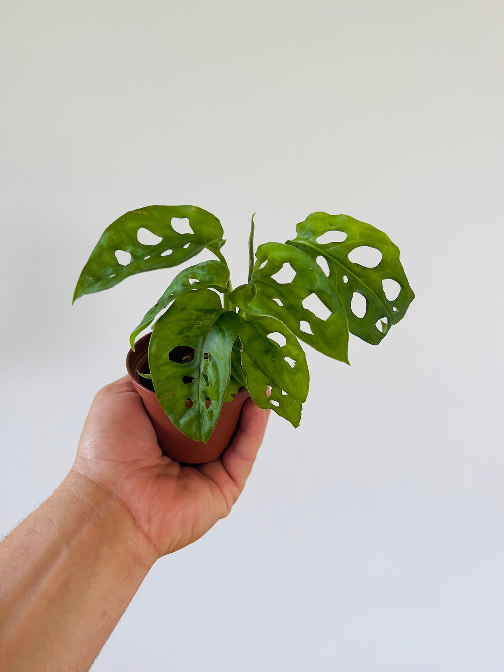 Kitchen Cookware, Monstera Swiss Cheese Starter Plant 3" Pot for Everyday Meals and Home Cooking image 2