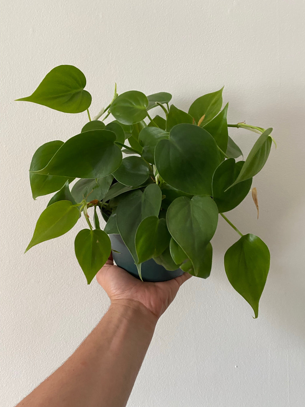 Indoor House Plant, Philodendron Hederaceum 'Heartleaf' 6" Pot for Shelves, Desks and Living Spaces image 2