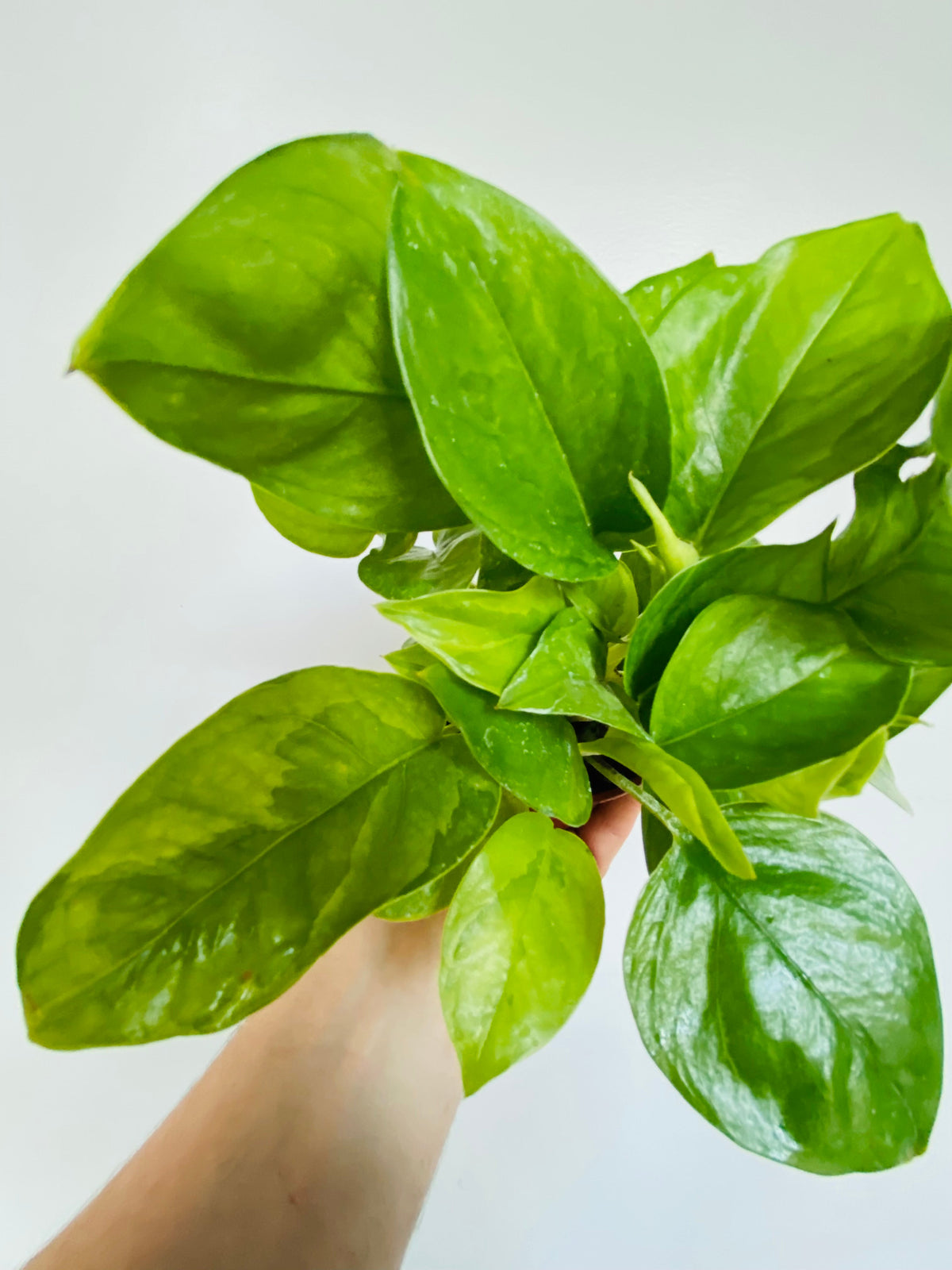 Indoor House Plant, Emerald Pothos Epipremnum Aureum 'Emerald' 4" for Windowsills, Home Offices and Indoor Decor image 2