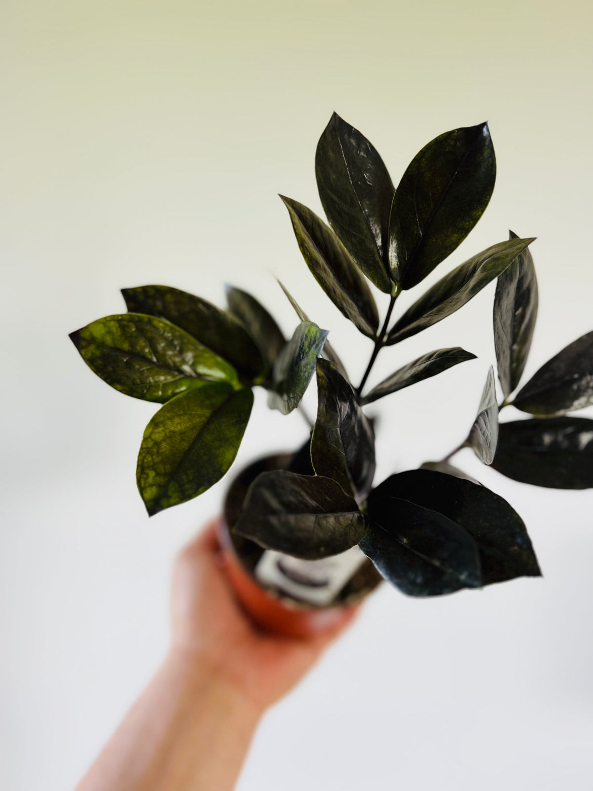 Kitchen Cookware, ZZ 'Black Queen' New Cultivar 4" Pot for Everyday Meals and Home Cooking image 2
