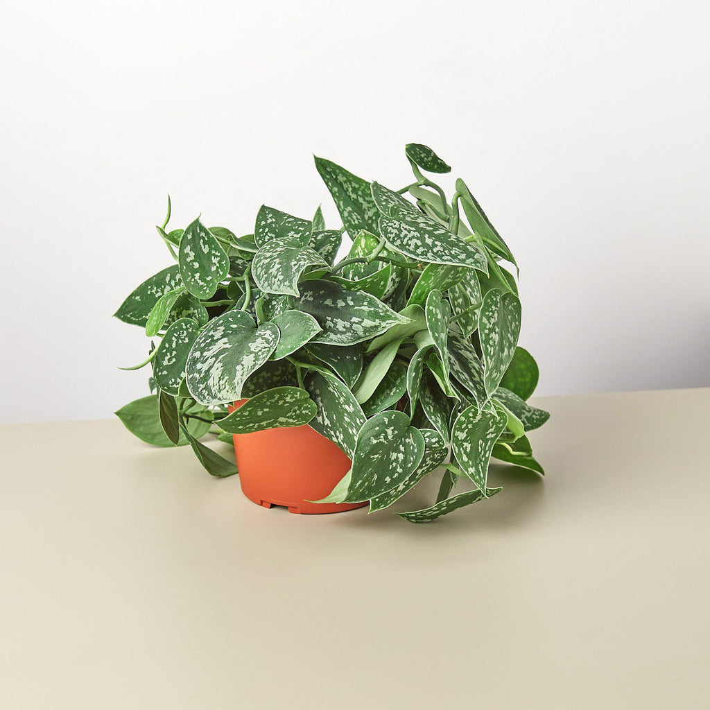 Indoor House Plant, Pothos 'Satin' for Windowsills, Home Offices and Indoor Decor, 3 Size Options image 2