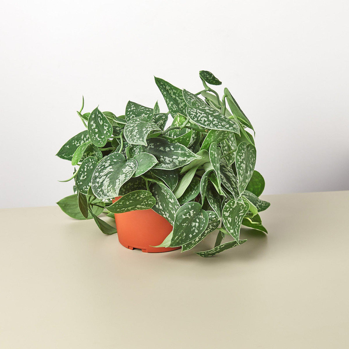 Indoor House Plant, Pothos 'Satin' for Windowsills, Home Offices and Indoor Decor, 3 Size Options image 2