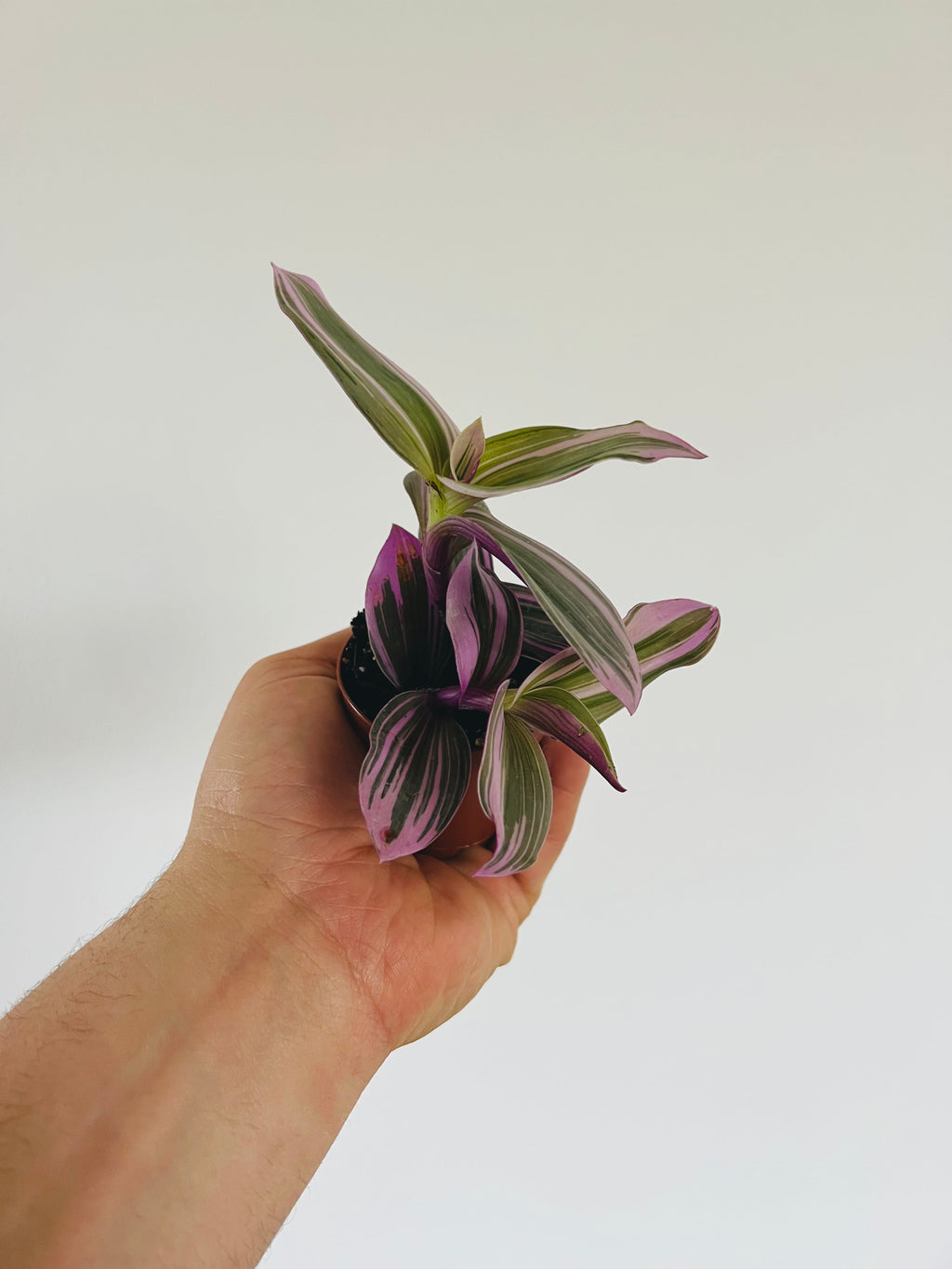 Indoor House Plant, Bubblegum Wandering Dude Tradescantia for Windowsills, Home Offices and Indoor Decor image 2