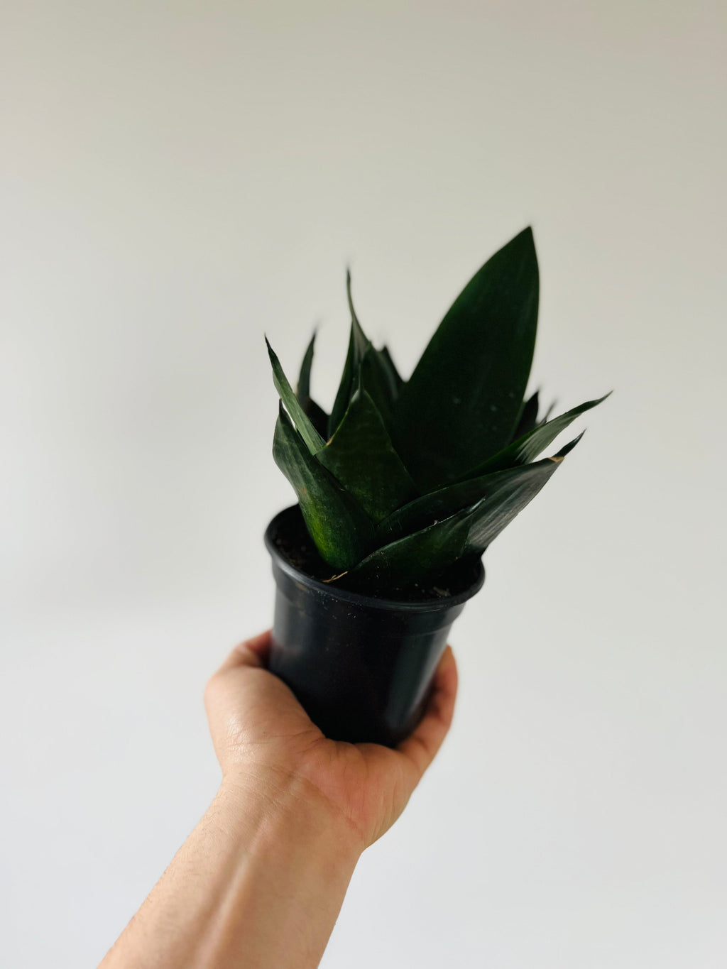 Indoor House Plant, Black Jade Sansevieria Snake 4" Pot for Shelves, Desks and Living Spaces image 2