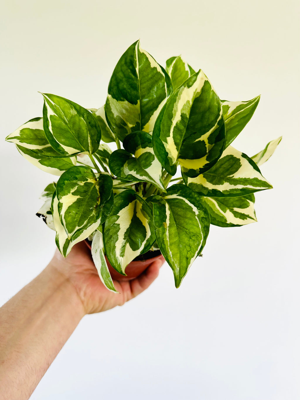 Indoor House Plant, Pothos Glacier Epipremnum Aureum 'Glacier' 4" for Windowsills, Home Offices and Indoor Decor image 2